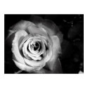 Black Rose posters by Poker_Face Black Rose posters
