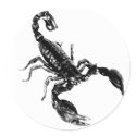 Black Scorpion on white sticker by grandhelm Black Scorpion on white sticker
