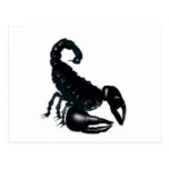 Black Scorpion Postcards