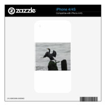 Black Seabird skins