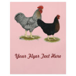 Black Sex-linked Chickens flyers