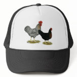 Black Sex-linked Chickens hats