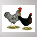 Black Sex-linked Chickens posters