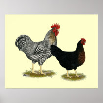 Black Sex-linked Chickens Print