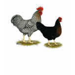 Black Sex-linked Chickens t-shirts