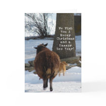 Black Sheep and Cat, Christmas Cards