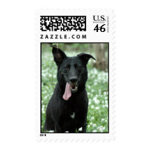 Black Shepherd Postage Stamp