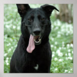 Black Shepherd Poster