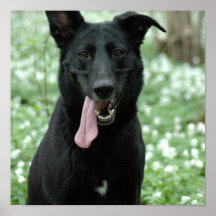 Black Shepherd Poster