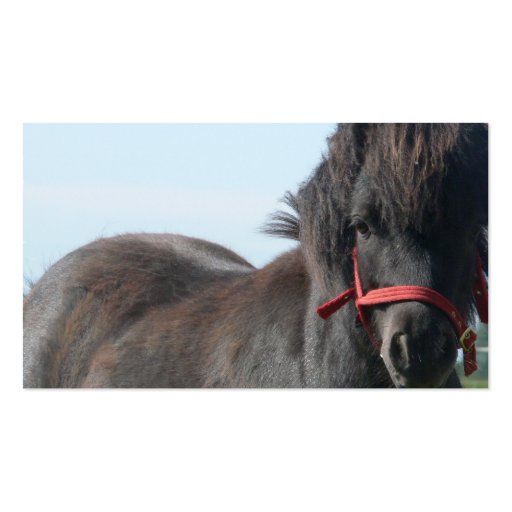 Black Shetland Pony Business Card (back side)