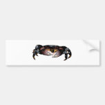 Black Shore Crab Bumper Sticker