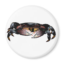 Black Shore Crab magnets