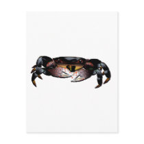 Black Shore Crab postcards