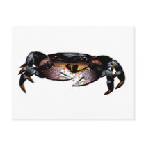 Black Shore Crab postcards