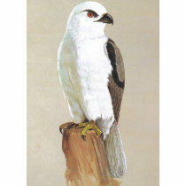 Black-shouldered Kite - Elanus notatus t-shirts