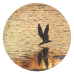 Black Skimmer Bird Plate