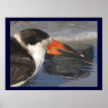 Black Skimmer Close Up Posters