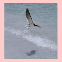 Black Skimmer Flying on Shore posters