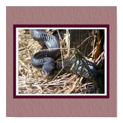Black Snake Poster print
