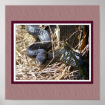 Black Snake Poster posters