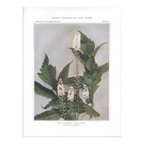 Black Snakeroot; Black Cohosh posters