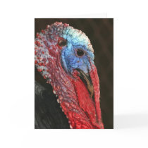 Black Spanish Heritage Turkey ~ Notecard by Classic_Cat Black Spanish Heritage Turkey ~ Notecard