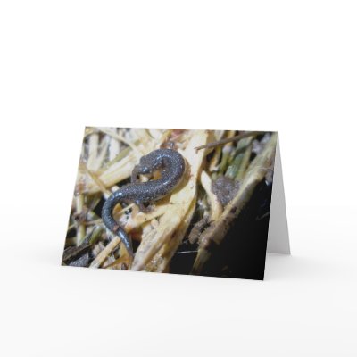 Black Speckled Salamander #1 Note Card by CarolsCamera