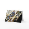 Black Speckled Salamander #1 Note Card by CarolsCamera Black Speckled Salamander #1 Note Card
