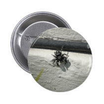 black spider buttons