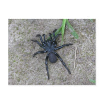 Black Spider Post Cards