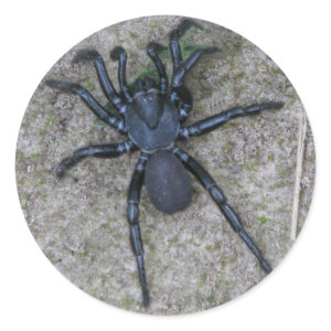Black Spider Sticker sticker