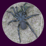 Black Spider Sticker