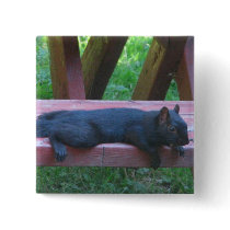 Black Squirrel Pins