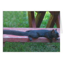 Black Squirrel Greeting Cards