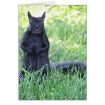 Black Squirrel cards