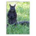 Black Squirrel cards by CatsFlowerGarden Black Squirrel cards