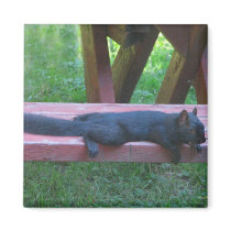 Black Squirrel Magnets