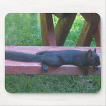 Black Squirrel Mouse Pads