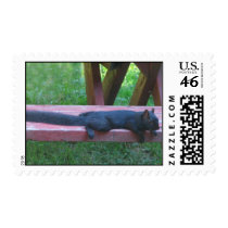 Black Squirrel Postage Stamps
