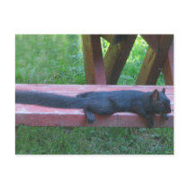 Black Squirrel Postcards