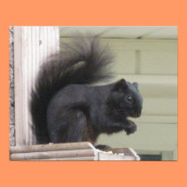 Black Squirrel Poster posters