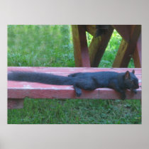 Black Squirrel Posters