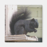 Black Squirrel Square Magnet