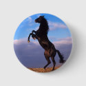 Black Stallion buttons