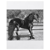 Black Stallion flyers