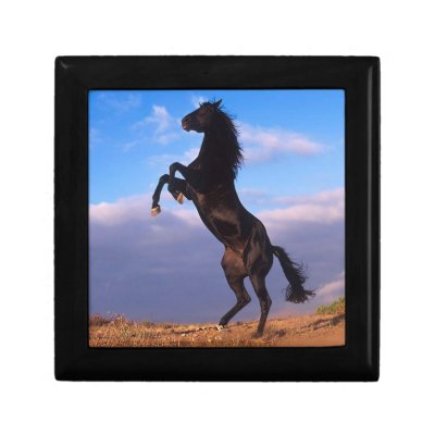 Black Stallion Gift Box