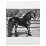 Black stallion horse custom flyer