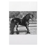 Black stallion horse custom stationery