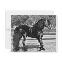 Black Stallion invitations by laureenr Black Stallion invitations