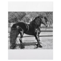 Black Stallion letterhead by laureenr Black Stallion letterhead